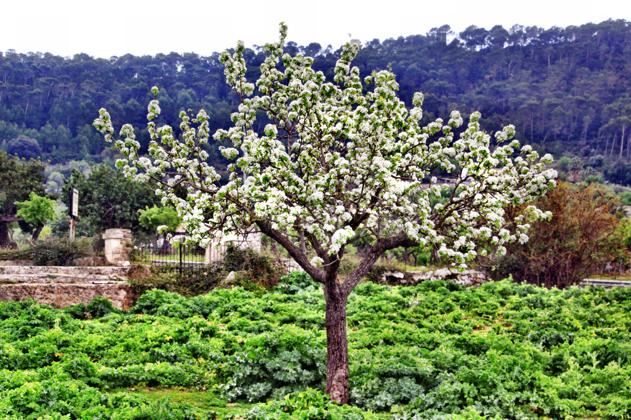 Blick vom Volcano Hotel